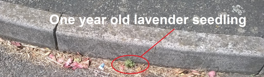 lavender seedling