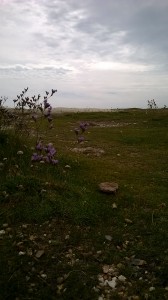 sea lavender cliff