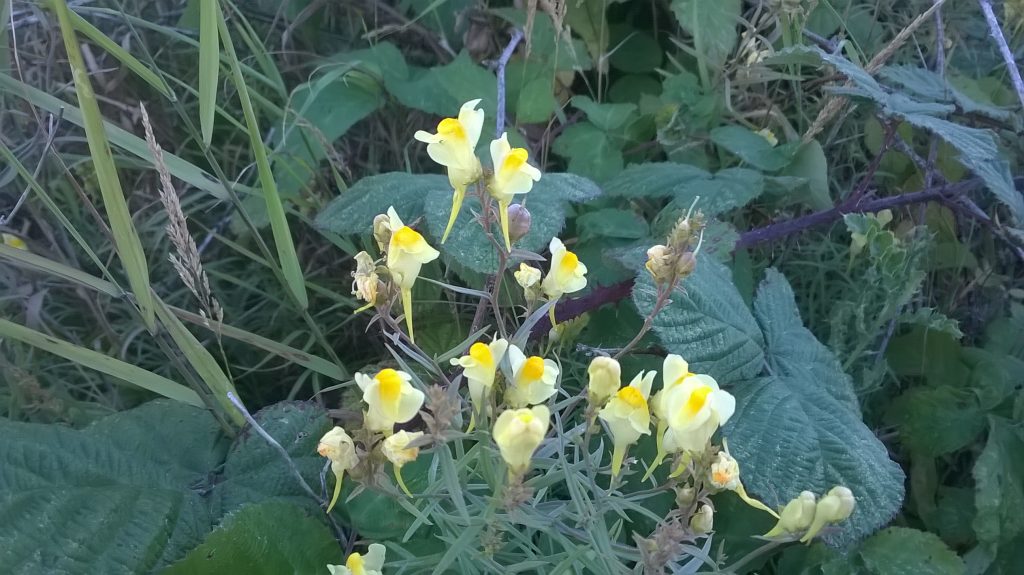toadflax wildflower