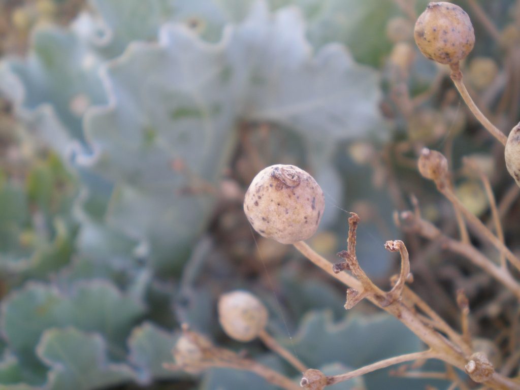 sea kale beach seed heads