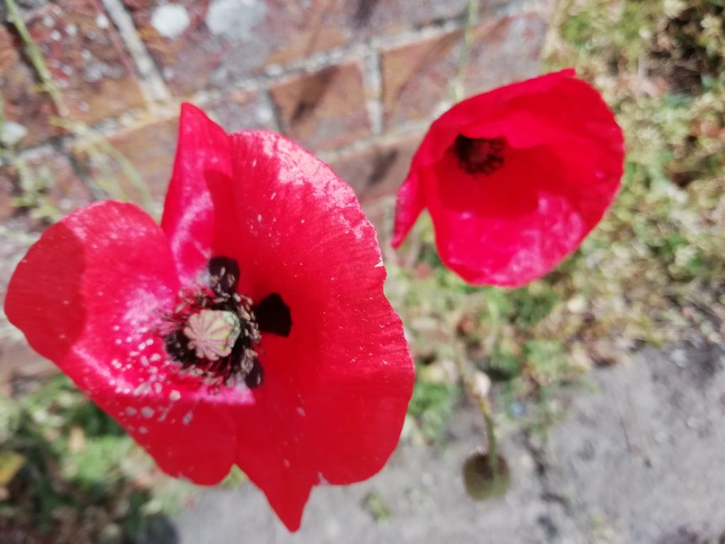 red wildflowers poppy seaford