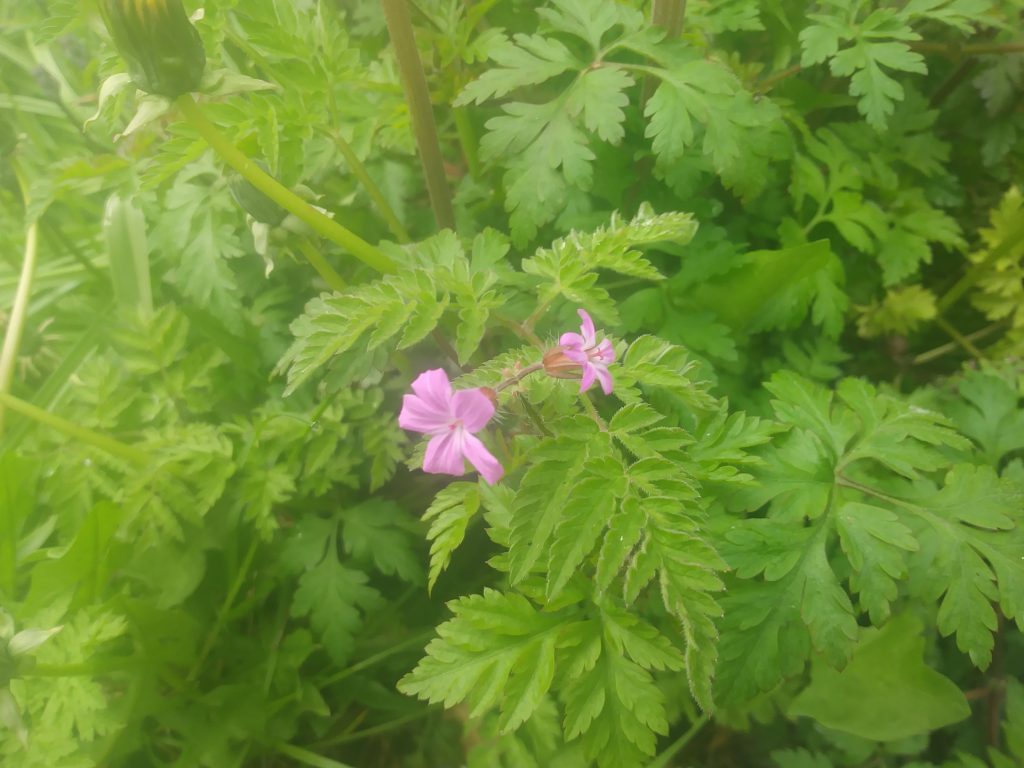 pink wildflower herb robert seaford
