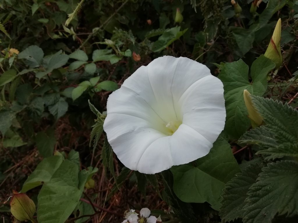 white wildflowers bindweed seaford