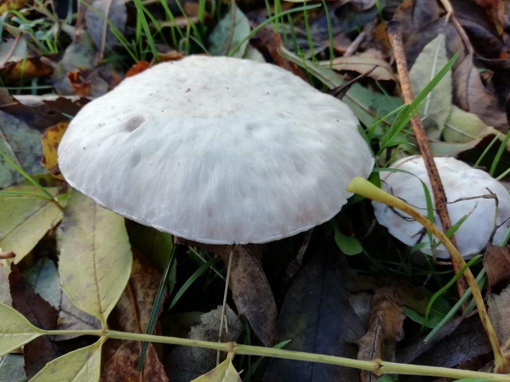 field mushrooms wild food seaford
