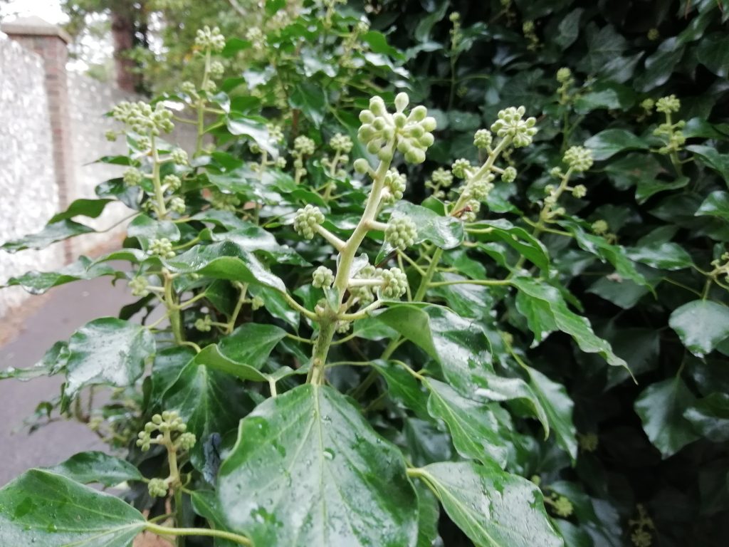 mature ivy flowers seaford