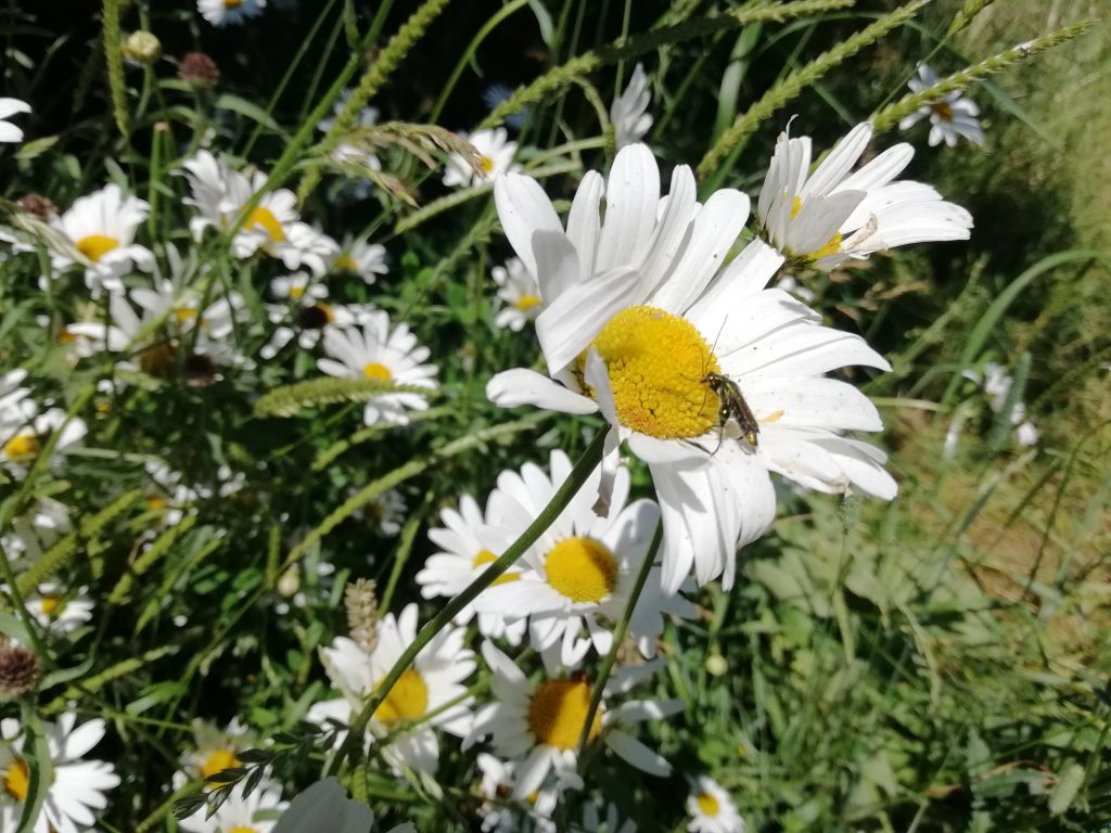 ox eye daisies wildflower meadow canterbury