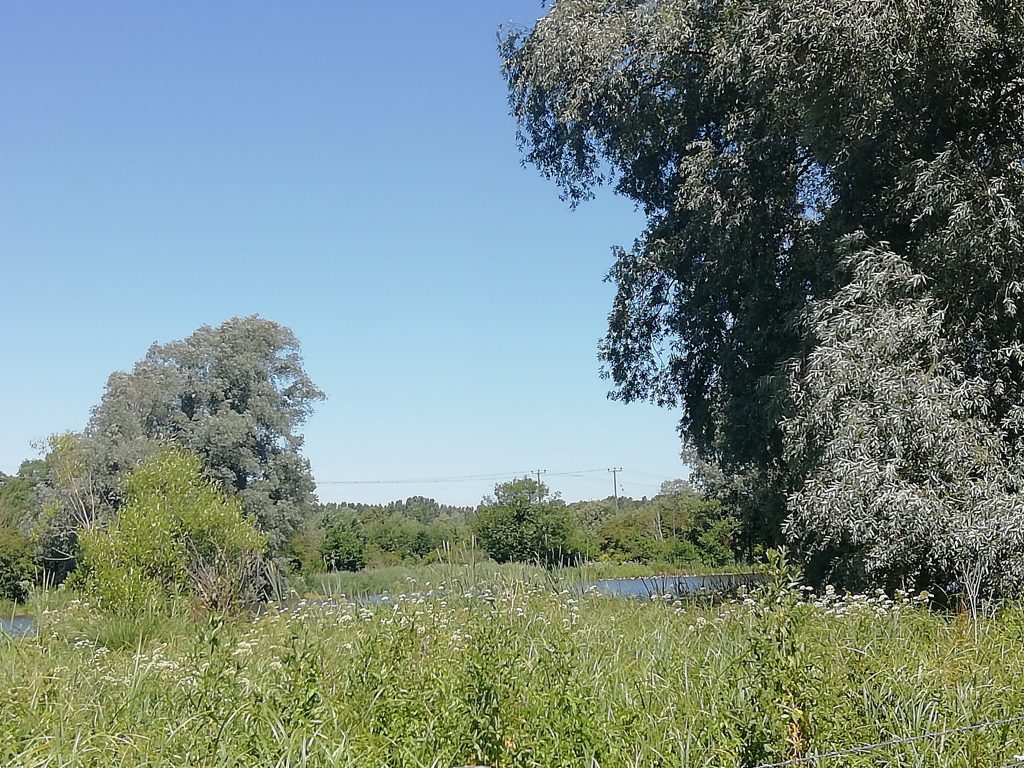 willows ponds stour