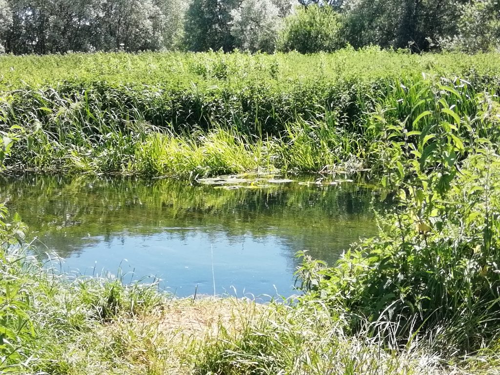 reeds nettles canterbury river