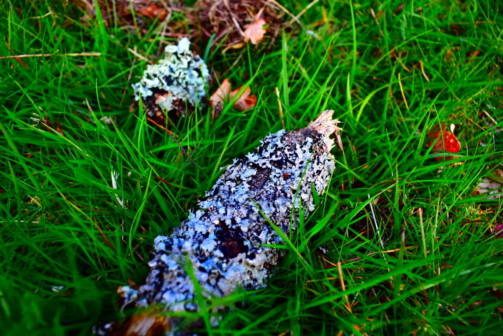 lichens stick grass setley nature walk