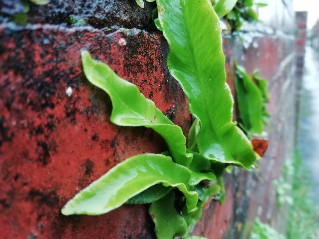 fern growing on wall