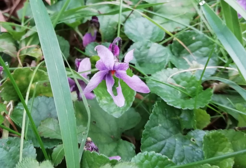 Possible Hairy violet Viola hirta