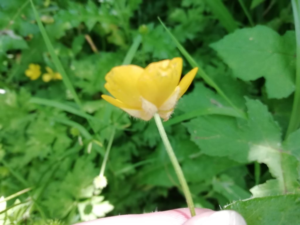 Creeping buttercup Ranunculus repens sepals
