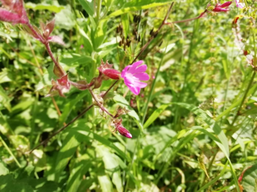 Red campion silene dioica
