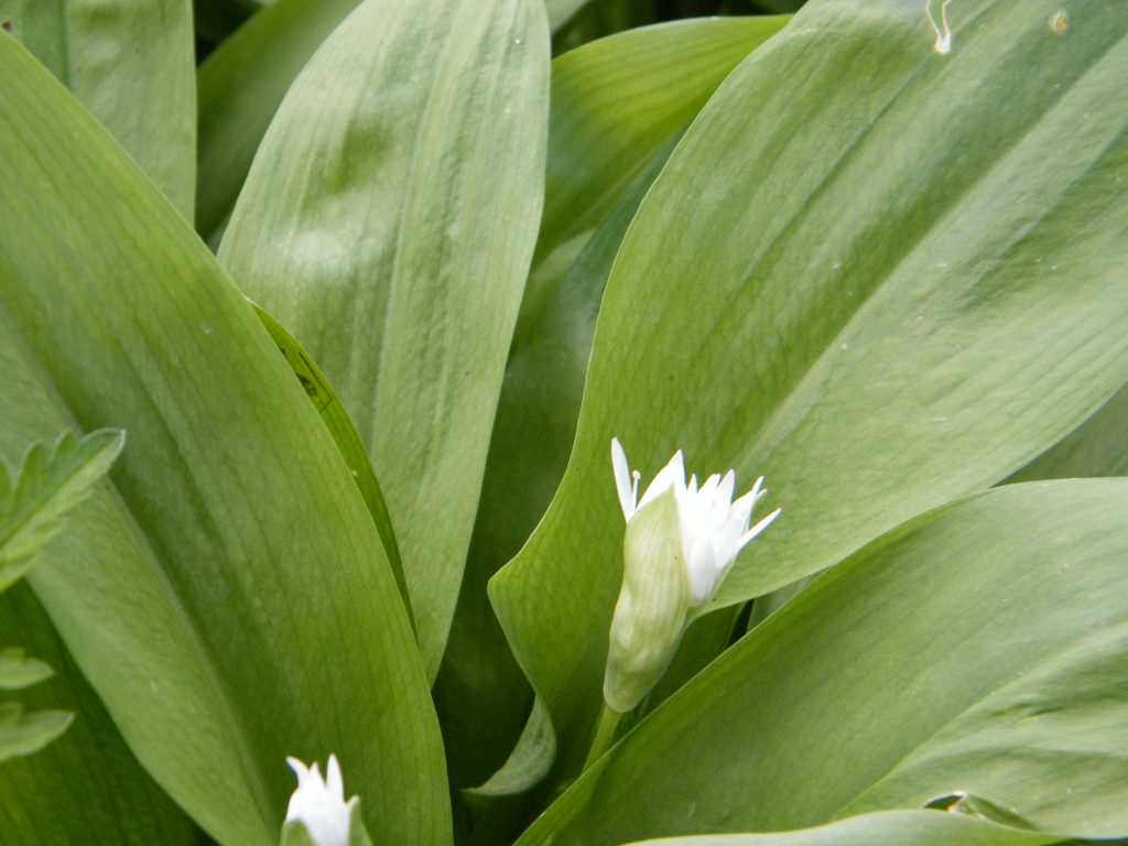 Wild garlic ramson flowers