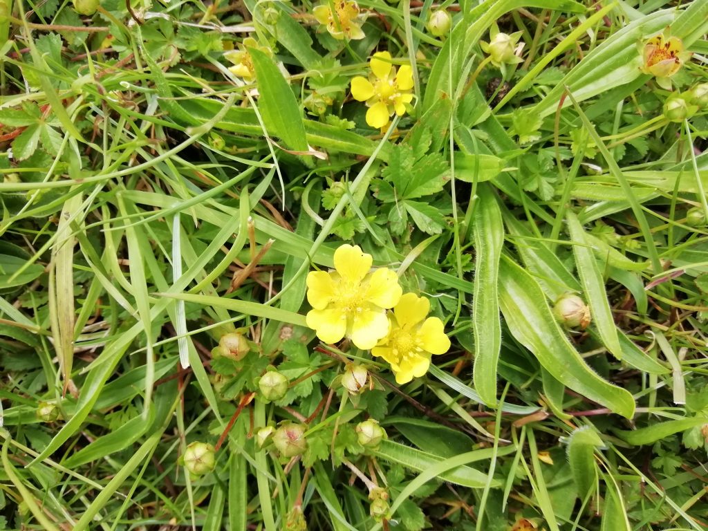 Cinquefoil Potentilla wildflower