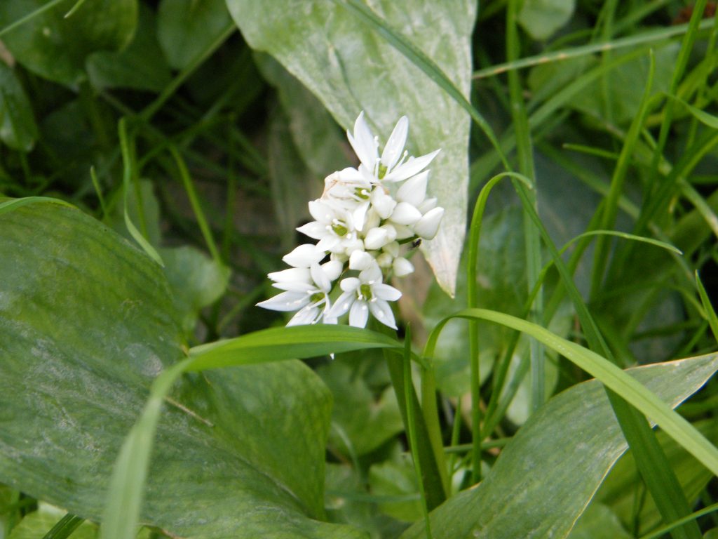 Wild garlic Allium ursinum