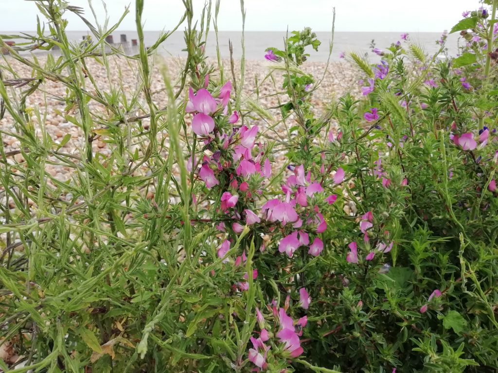 Spiny restharrow Ononis spinos whitstable