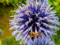 bee-echinops-seaford-jul-2025-scaled