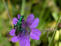 beetle-geranium-seaford-jun-2025-scaled