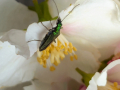 beetle-philadelphus-seaford-jun-2025