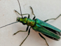 beetle-seaford-jun-2025-scaled