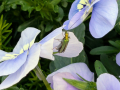 beetle-viola-seaford-jun-2025