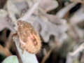 bug-cineraria-seaford-jul-2025-scaled