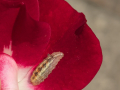 bug-rose-seaford-jun-2025