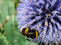 bumblebee-echinops-seaford-jul-2025-scaled