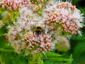 bumblebee-hemp-agrimony-jul-2025-scaled