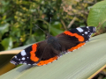 butterfly-seaford-sep-2025-scaled