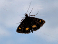 butterfly-window-seaford-jun-2025
