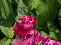caterpillar-rosa-mundi-seaford-jun-2025-scaled