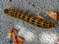 caterpillar-seaford-aug-2025