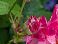 flower-spider-misumena-vatiacrosa-mundi-seaford-jun-2025-scaled