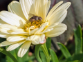 fly-marguerite-seaford-jun-2025-scaled