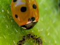 ladybird-ants-sunflower-seaford-jul-2025-scaled