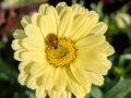 ladybird-marguerite-seaford-jun-2025