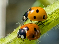 ladybird-sunflower-seaford-jul-2025-scaled