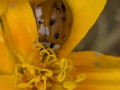 ladybird-tagetes-seaford-sep-2025