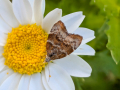 moth-marguerite-seaford-jul-2025-scaled