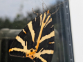 moth-window-seaford-july-2025-scaled