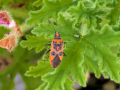 red-beetle-rose-scented-geranium-seaford-jul-2025-scaled