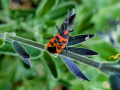 red-beetle-salvia-seaford-jun-2025