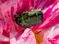 rose-chafer-beetle-rosa-mundi-seaford-jun-2025