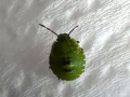 small-green-beetle-seaford-jun-2025