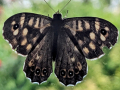 speckled-wood-window-seaford-may-2025-scaled