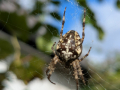 spider-seaford-oct-2025-scaled
