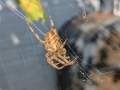 spider-seaford-sep-2025