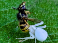 spider-wasp-phlomis-fruticosa-seaford-aug-2025-scaled